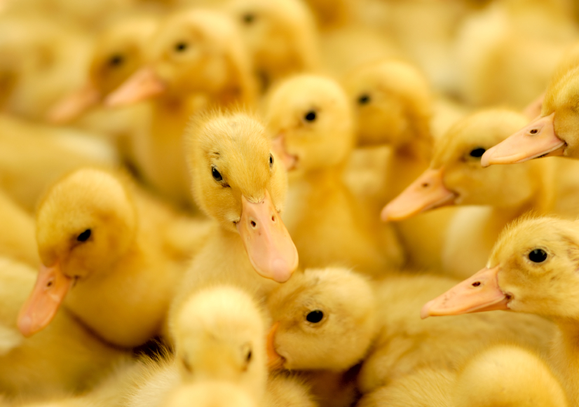 Giving lame ducks a bad name