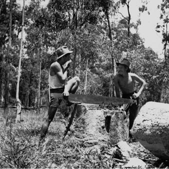 Feds Propose ‘National Saw Program’