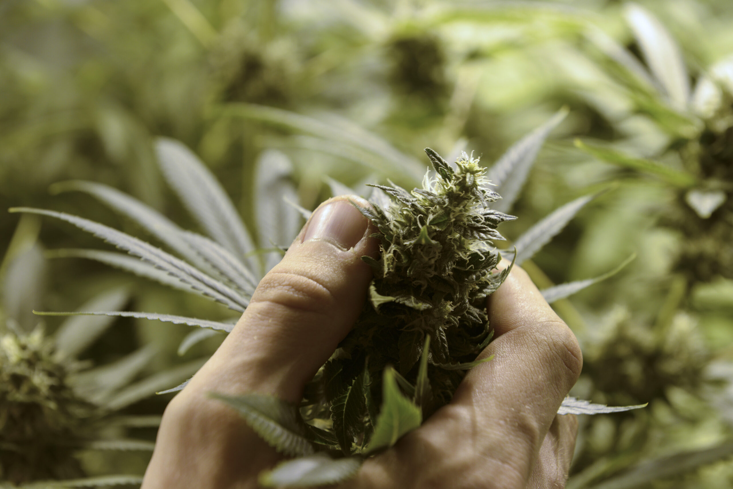 Official: Bidders compete for Uruguay pot business