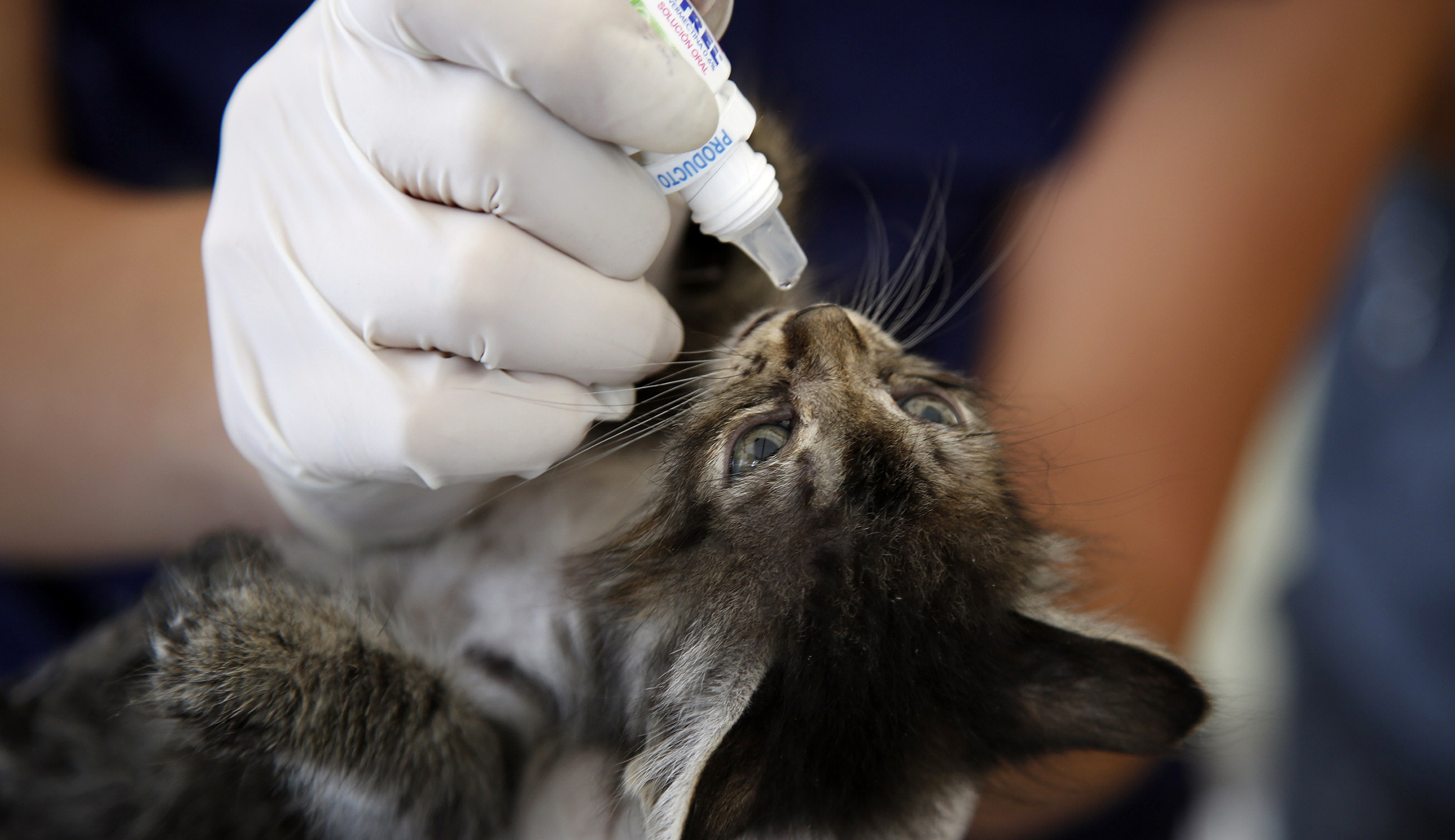 FDA pushes for animal drug user fee reauthorization to drive down animal care costs with more generic drugs