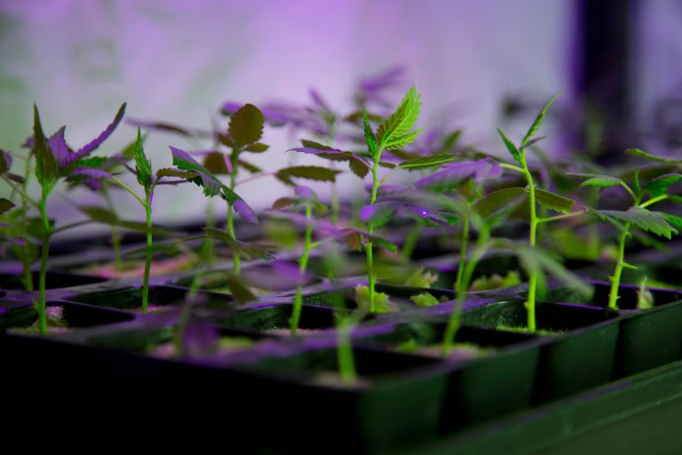 In this March 12, 2015 photo, marijuana grows in a hydroponic garden inside an apartment in Mexico City. (AP Photo/Eduardo Verdugo)