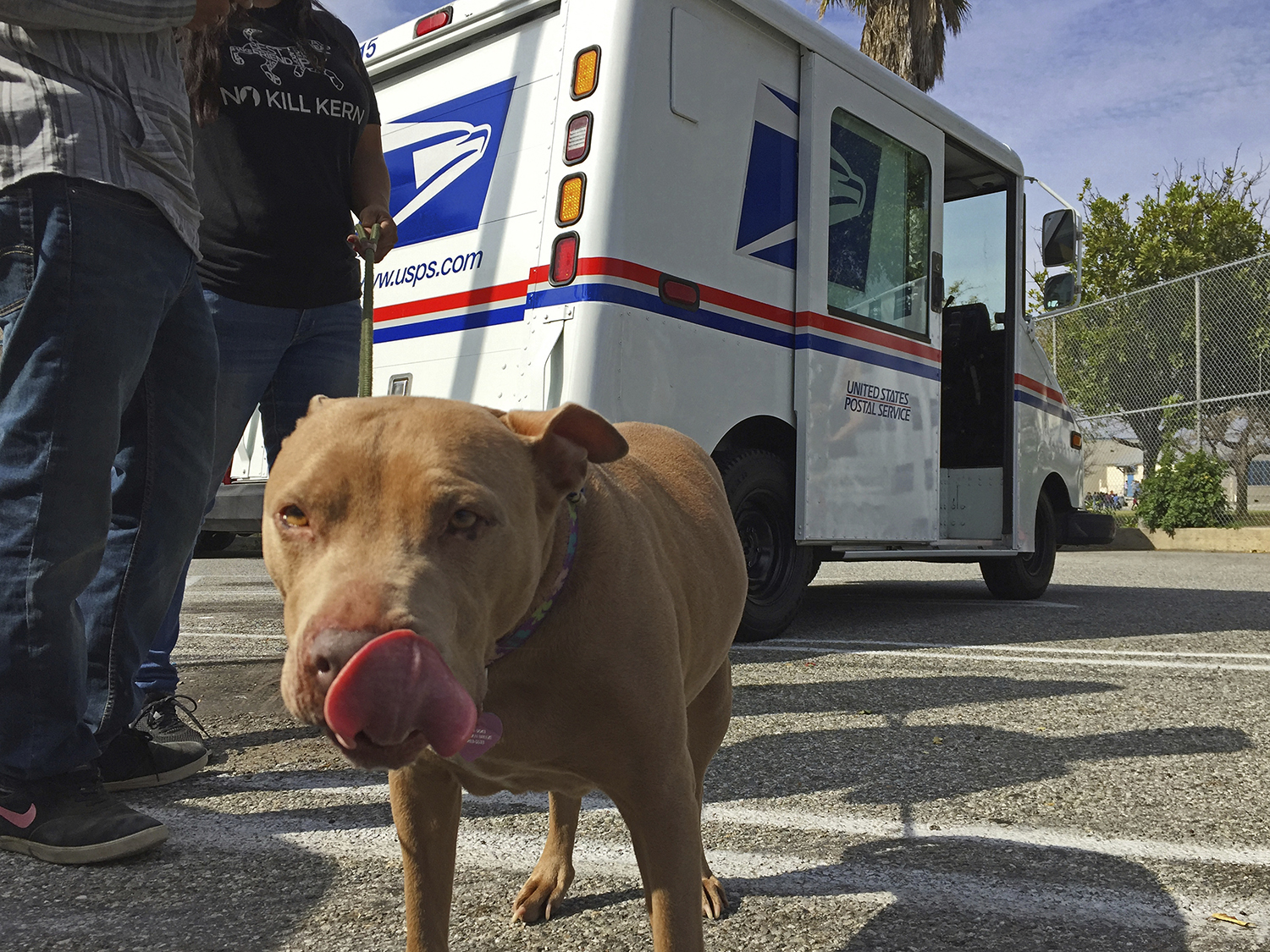 Dog attacks against postal workers spiked in 2016