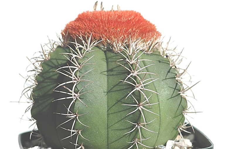 Few Signs of Life at Planned Parenthood’s Glitzy New D.C. Headquarters