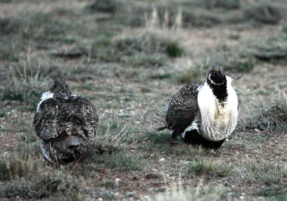 Sage grouse trumps Obama wind project approval