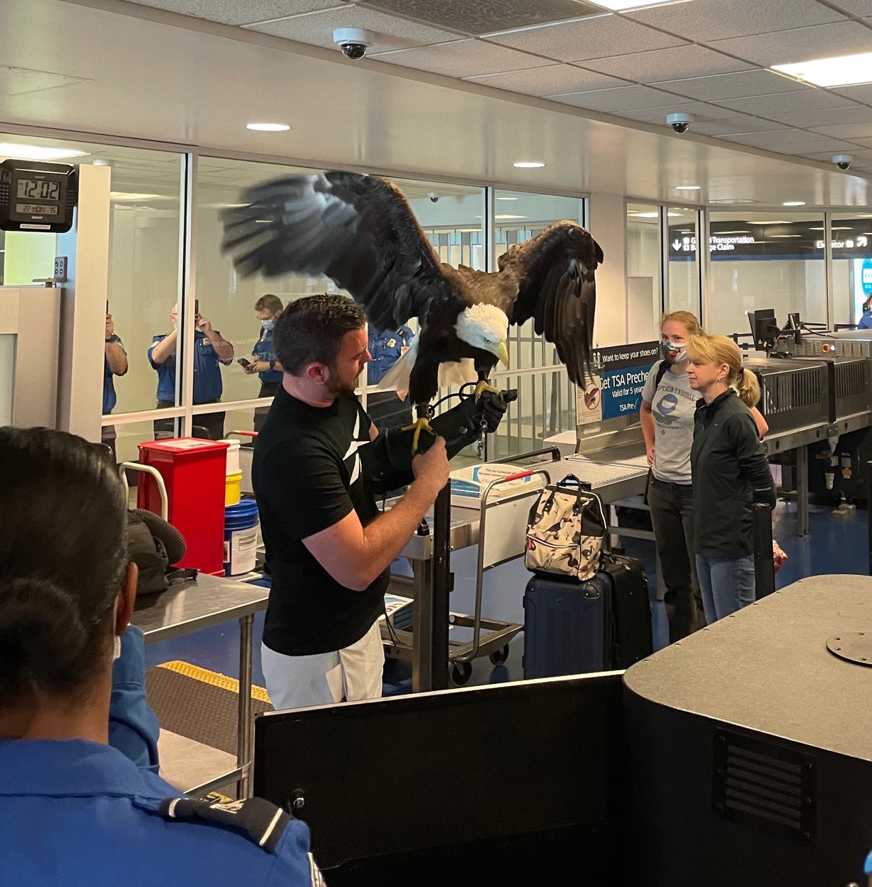 Clark the bald eagle being screened by TSA.