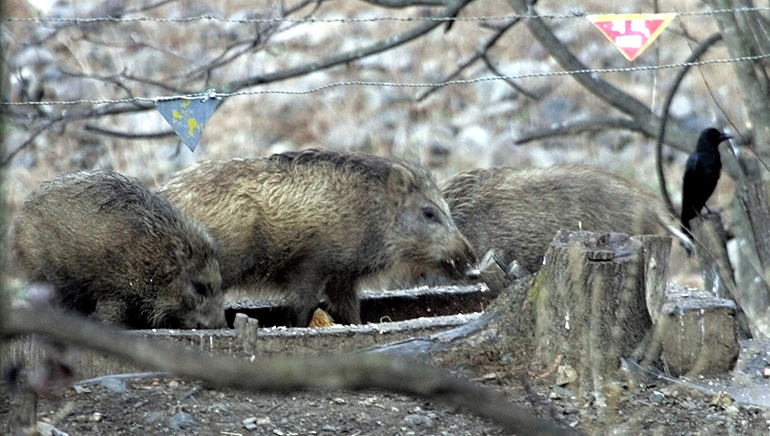 Sooie! Feral pigs kill 3 ISIS terrorists in Iraq
