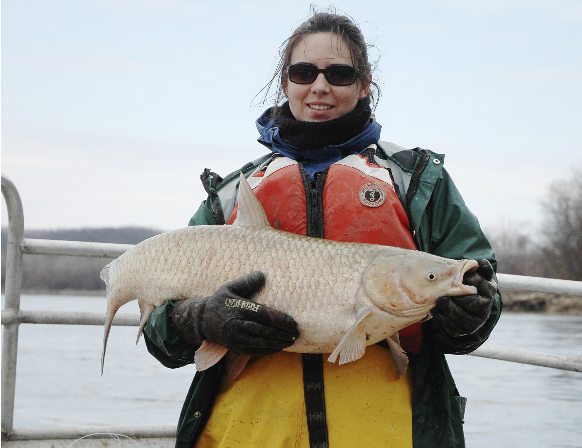 Asian carp reproduce in Great Lakes watershed