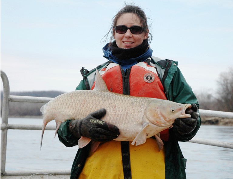 This 2009 photo shows Erinn Beahan, a technician with the U.S. Geological Survey, holding a large grass carp taken from the Missouri River. Scientists have discovered that grass carp reproduced successfully in the Great Lakes watershed. Scientists have discovered that grass carp have reproduced successfully in the Great Lakes watershed. Because all Asian carp species require similar conditions to reproduce successfully, the discovery suggests it's likely that any of them could spawn there and in many other Great Lakes tributaries, said Duane Chapman, a USGS fisheries biologist. (AP Photo/U.S. Geological Survey) (AP Photo/U.S. Geological Survey)