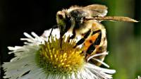 Obama pressed to ban bee-killing pesticide before it’s too late