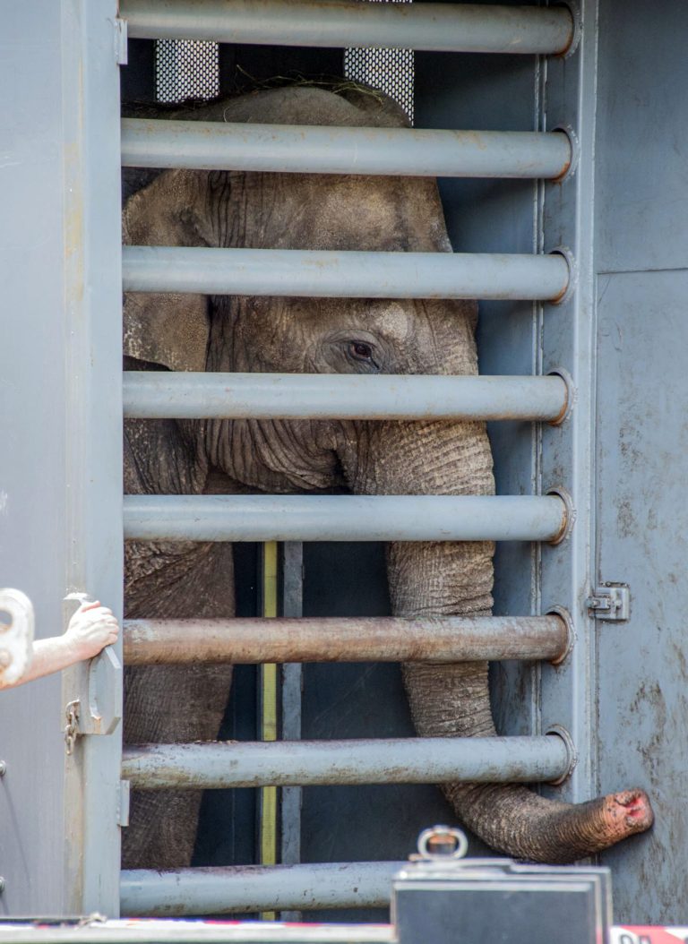 This image provided by the Smithsonian National Zoo shows Kamala as she arrives at the Smithsonian National Zoo on Friday, May 23, 2014, in Washington. The National Zoo is welcoming three new Asian elephants to its herd as the female elephants arrived Friday at the zoo after a three-day, 2,500 mile trip from the Calgary Zoo in specially-made, 10,000-pound crates. (AP Photo/Smithsonian National Zoo, Janice Sveda)