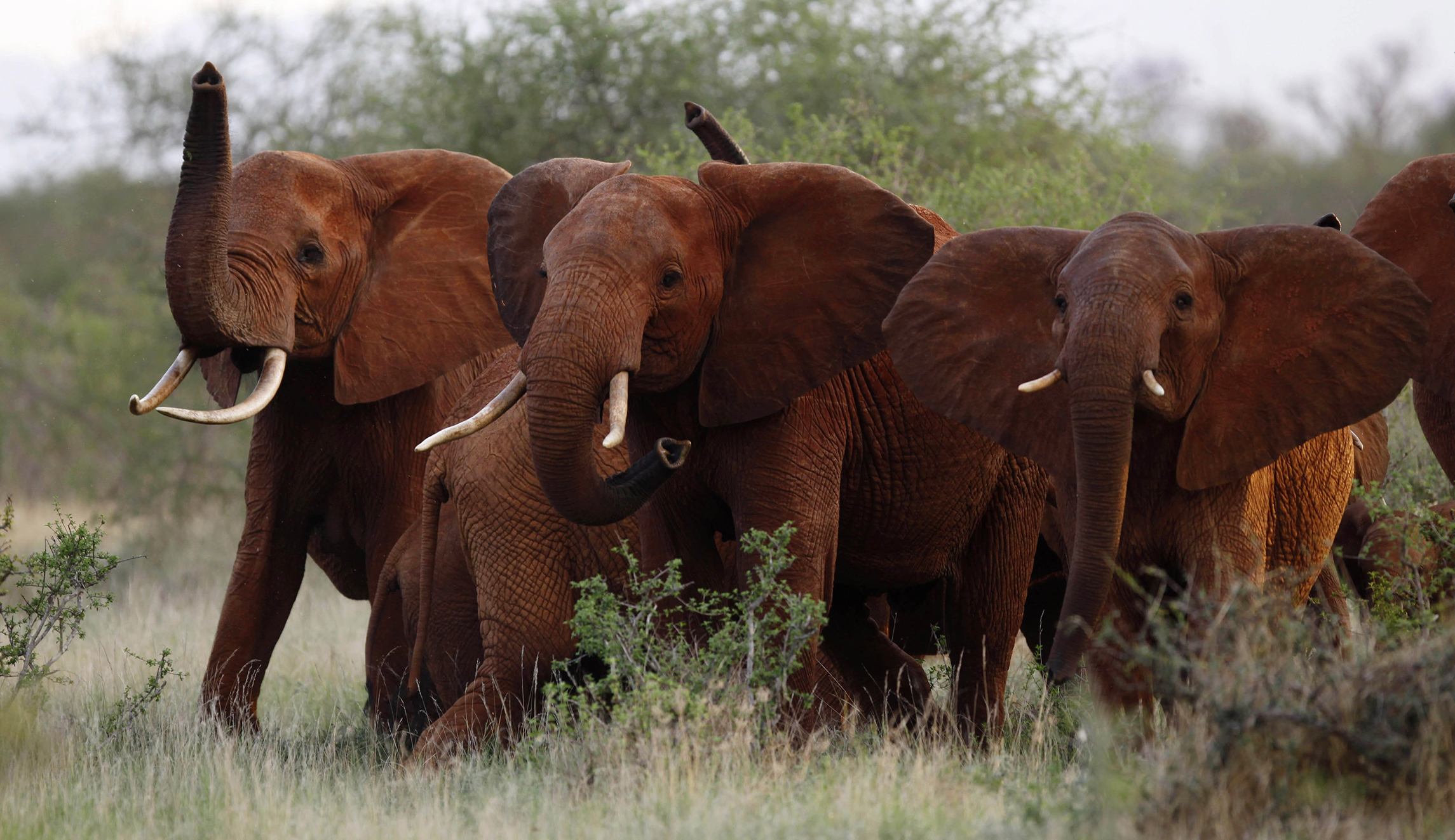 Environmental groups sue Trump over elephant trophies