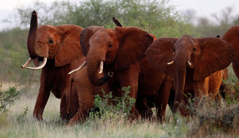 The president has halted an Interior Department move to allow imports of elephant trophies, but environmental groups say they want a firm commitment from him. (AP Photo/Karel Prinsloo, File)
