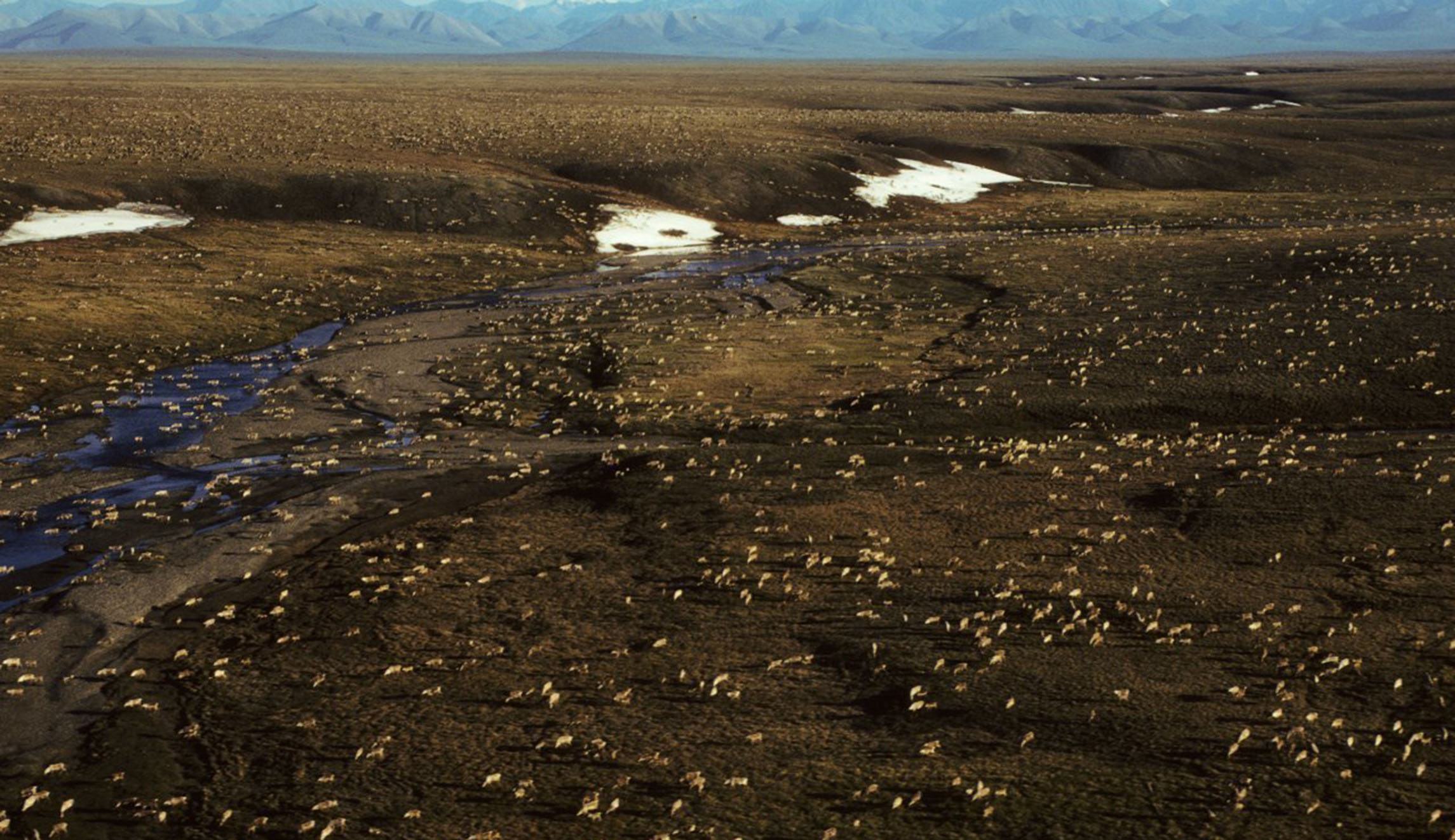Senate budget resolution paves the way for drilling in Arctic wildlife refuge