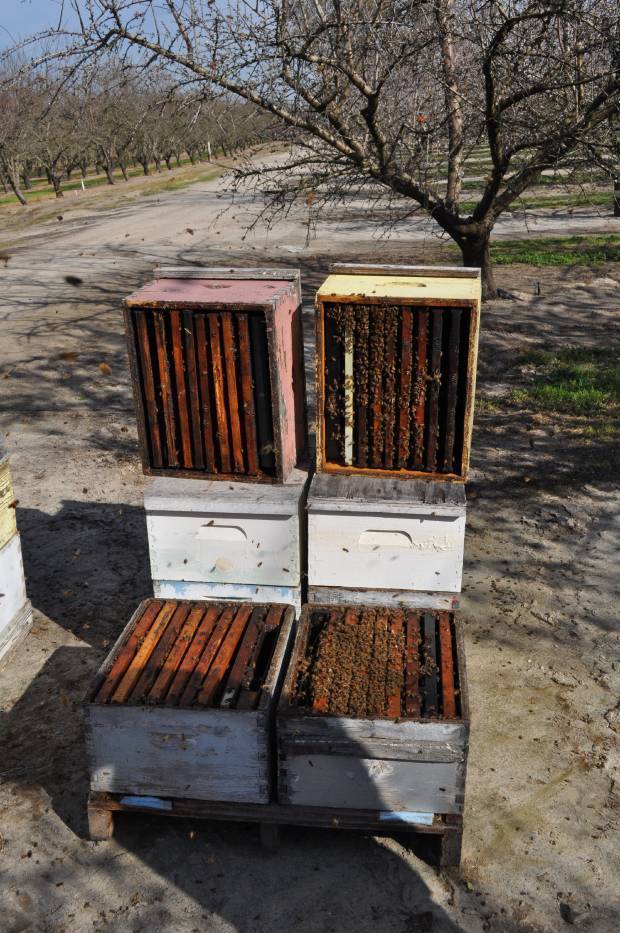 Almond pollination honey bee colonies. Both colonies arrived in California strong and apparently healthy, but within a week, the population of the colony on the left disappeared, with the population of the colony on the right remained strong and healthy. In the vernacular, both were 8 framers, but one of them now is useless and the beekeeper won't get paid. Photo/Kim Flottum-Bee Culture Magazine