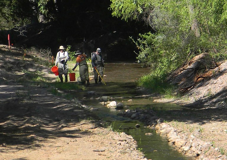   A team of biologists retrieve threatened Gila trout from a stream in the Gila National Forest in New Mexico, in this photo made on Wednesday, June 13, 2012, and made available Thursday by the U.S. Forest Service. The movement of the fish is an effort to save them from the post-fire ravages _ choking floods of ash, soil and charred debris _ that are expected to come with summer rains, in the wake of the largest fire in state history. (AP Photo/U.S. Forest Service, KC Shedden)  