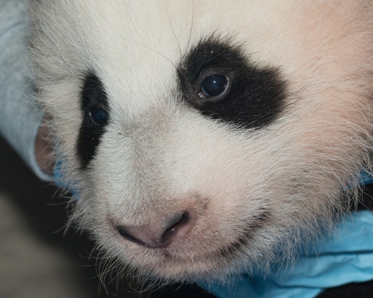 In this Nov. 29, 2013 photo provided by the Smithsonian National Zoo, a giant panda cub is measured as it is about to turn 100 days old, at the Smithsonian National Zoo in Washington. The National Zoo announced Sunday, Dec. 1, 2013 that it is naming its giant panda cub Bao Bao after receiving more than 123,000 votes from the public. The zoo asked the public to vote for one of five names. The others were Ling Hua, Long Yun, Mulan and Zhen Bao. The panda cub was born Aug. 23. She is only the second surviving panda cub born in Washington.  (AP Photo/Smithsonian National Zoo, Abby Wood)