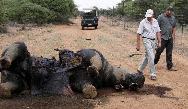 FILE - In this Friday Nov. 22, 2012 file photo, Miles Lappeman, owner of Finfoot Lake Reserve near Tantanana, South Africa, and his son Marc, right, walk past the carcass of one of eight rhino killed by poachers. South African officials said Tuesday April 22, 2014, that thieves have stolen a stockpile of rhino horns from the offices of a provincial parks agency, dealing a setback to efforts to curb an escalation of rhino poaching in recent years. (AP Photo/Denis Farrell, File)
