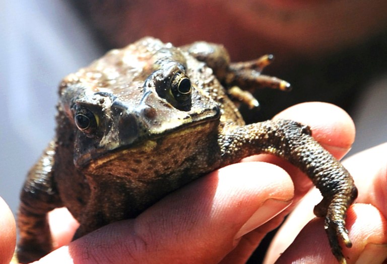   In this photo taken on Wednesday, Dec. 19, 2012 and made available by the Independent Newspapers Limited South Africa, an Asian toad that was found inside a candlestick at a Cape Town South Africa store. They say cats have nine lives. Now a Chinese toad has joined that club of wily survivors. South Africans are marveling at the endurance of a toad that got trapped in a cargo shipment from China to Cape Town after jumping into a porcelain candlestick that was made there. South African officials reportedly planned to put down the creature, fearing it would cause harm as an invasive species if it were let go in the wild. But the toad got a last-minute reprieve. Mango Airlines, a South African airline, transported the toad on Friday to Johannesburg for delivery to an animal sanctuary after officials decided to find a way to let the globe-trotting toad live. The two-hour flight was a breeze compared to the trip from China, an odyssey of many weeks and thousands of kilometers (miles) across the Indian Ocean. (AP Photo/ Independent Newspapers Limited) SOUTH AFRICA OUT CREDIT MANDATORY NO SALES/ARCHIVES  