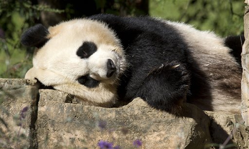 FILE - In this Oct. 11, 2012 file photo, Mei Xiang, a giant female panda, rests at the National Zoo in Washington. The National Zoo says breeding season has arrived for the giant pandas after a cub was born last year but died six days later. The zoo said Wednesday that female panda Mei Xiang and male panda Tian Tian are showing signs they are ready to breed. Also, Mei Xiang's hormones have been rising.  (AP Photo/Jacquelyn Martin, File)