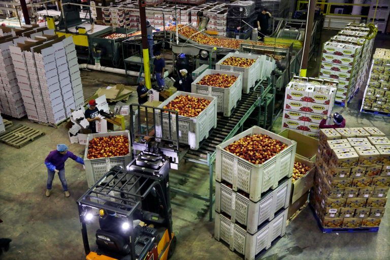   FILE - In this Tuesday, Aug. 27, 2013, file photo, workers load large containers of nectarines for sorting at Eastern ProPak Farmers Cooperative in Glassboro, N.J. The Commerce Department reports on wholesale prices for August on Friday, Sept 27, 2013. (AP Photo/Mel Evans, file)  
