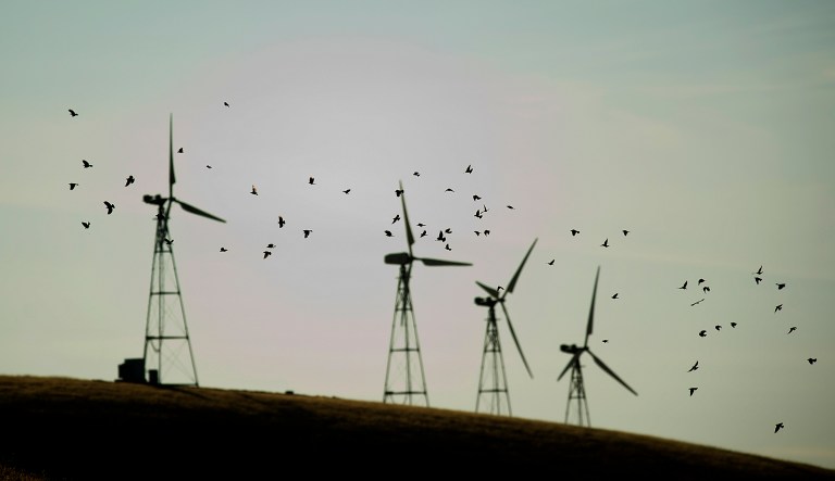 Interior's new interpretation of the 1918 Migratory Bird Treaty Act says a company violates the law only when it's 