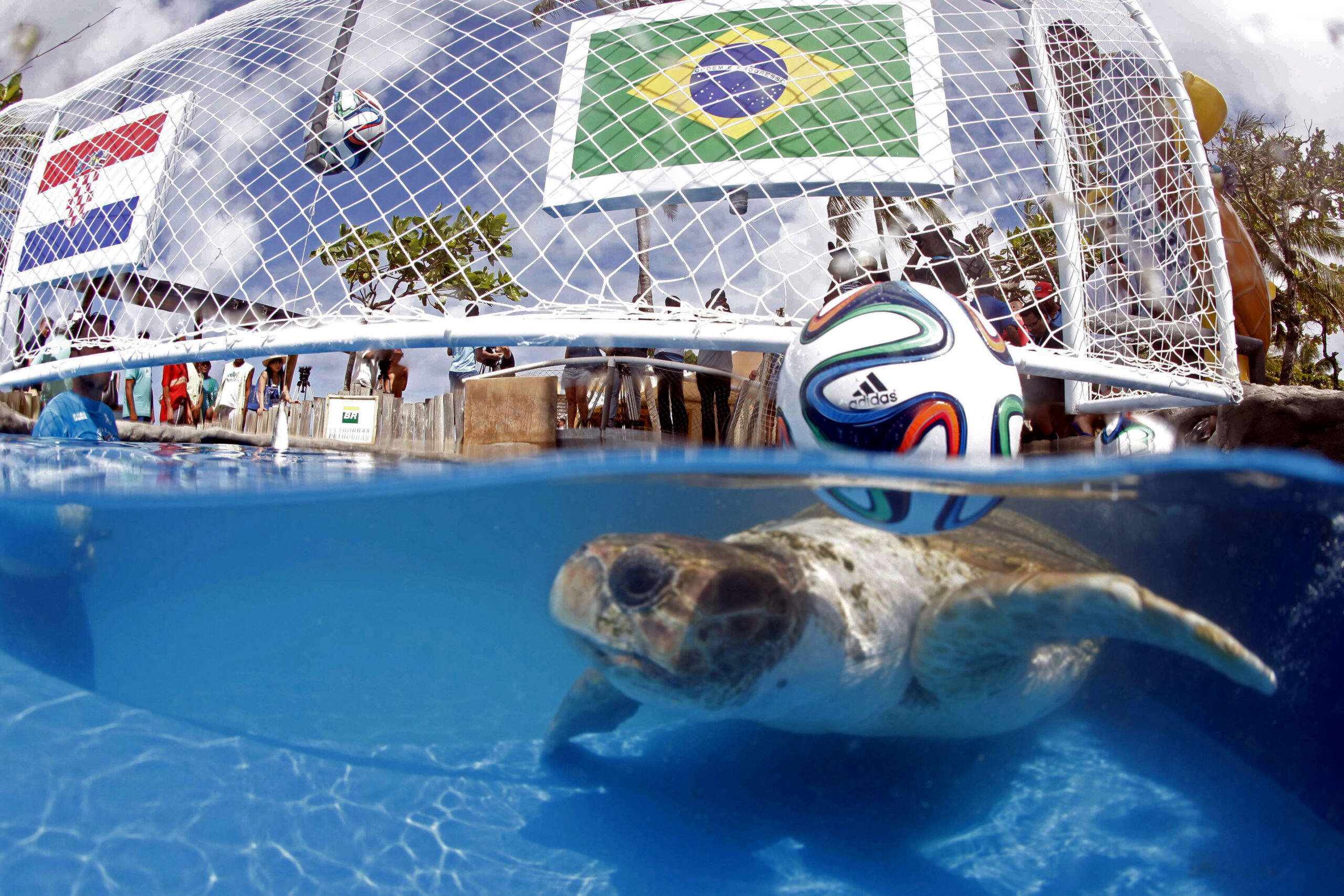 Brazil’s animal oracle predicts home win