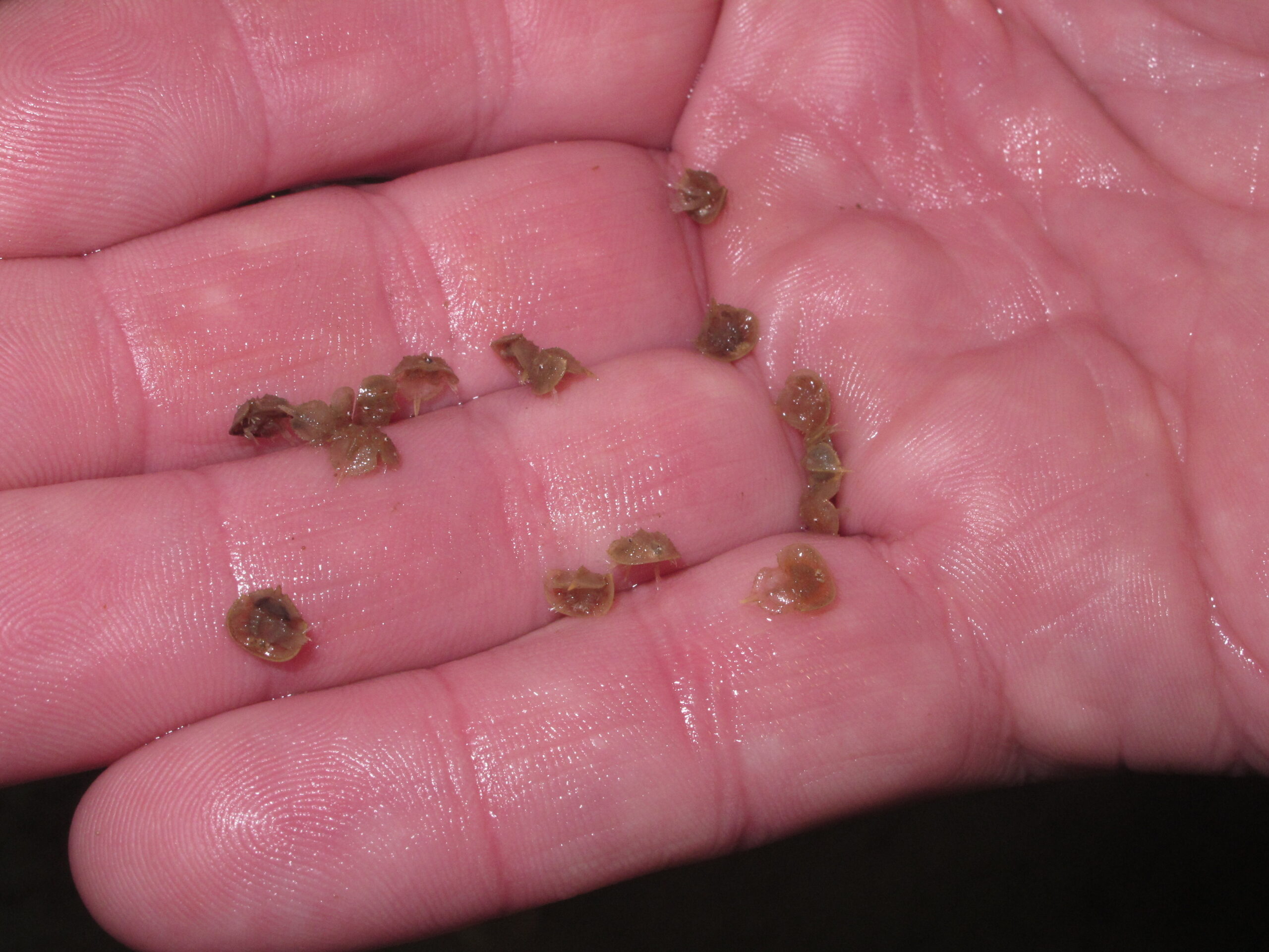 Rutgers lab churning out baby horseshoe crabs