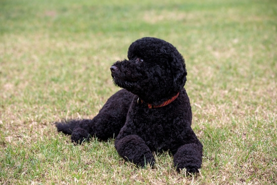 Obamas Get a New Dog—Sunny