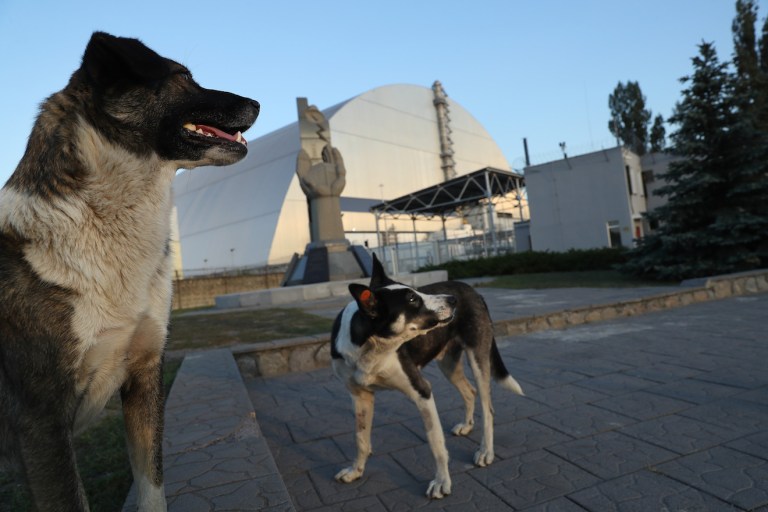 Afternoon Links: The Dogs of Chernobyl, 27 Year-Old ‘Retirees’, and the End of the Lifetime Guarantee