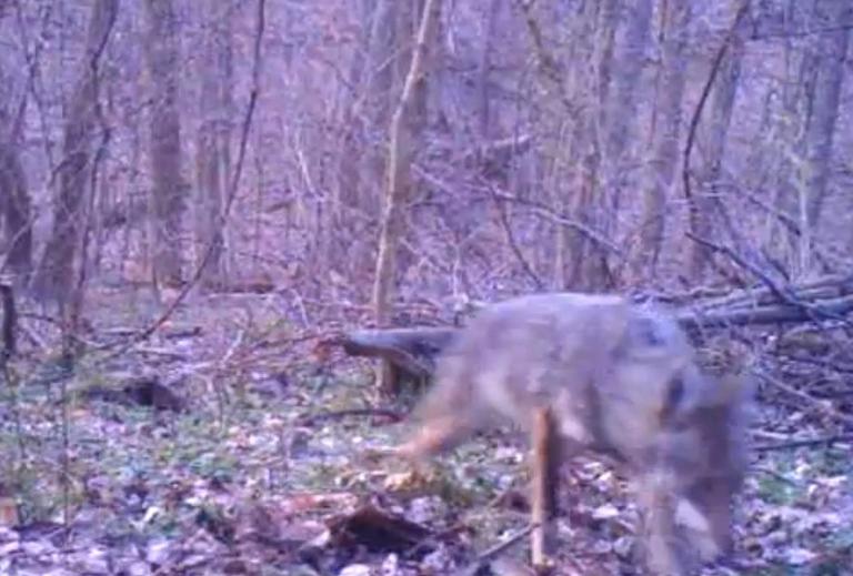 Video: Coyote spotted in Arlington, officials say