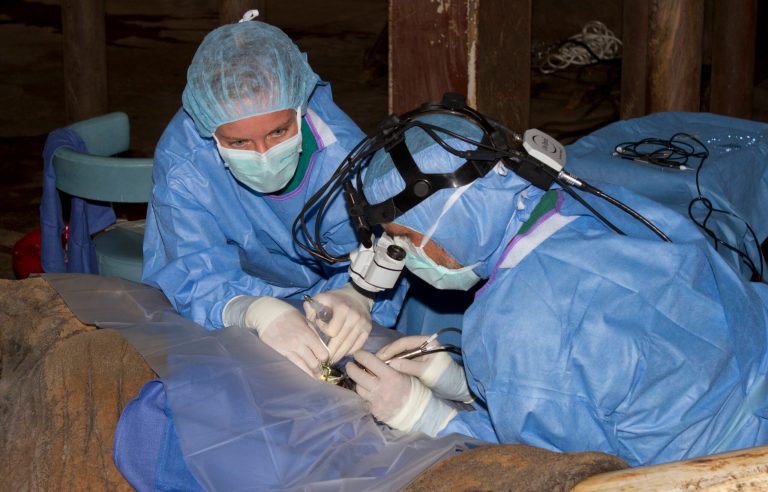   In this undated photo provided by the College of Veterinary Medicine Department of Educational Media and Design shows Richard McMullen, assistant professor of veterinary ophthalmology at North Carolina State University, and second year resident Julie Hempstead, perform cataract surgery on C'sar the African bull elephant at the North Carolina Zoo in Asheboro, N.C. Officials at the North Carolina Zoo in Asheboro and the North Carolina State University's College of Veterinary Medicine are weighing whether the elephant should the world's first test subject to be fitted with corrective lenses. (AP Photo/College of Veterinary Medicine, John T. Conte)  
