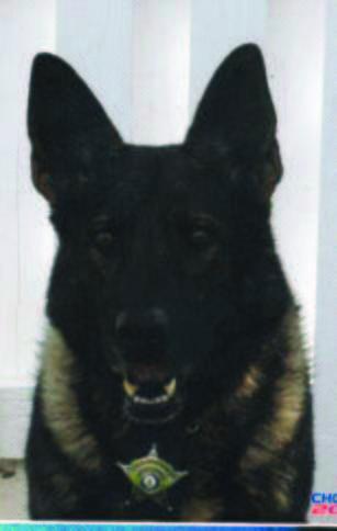 Dog goes missing from Loudoun County Sheriff’s Office