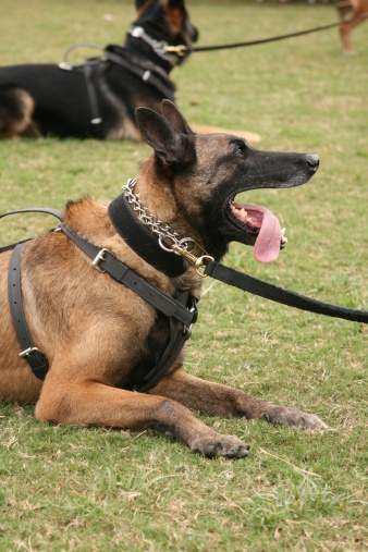 D.C. councilman wants crackdown on hurting police K-9s