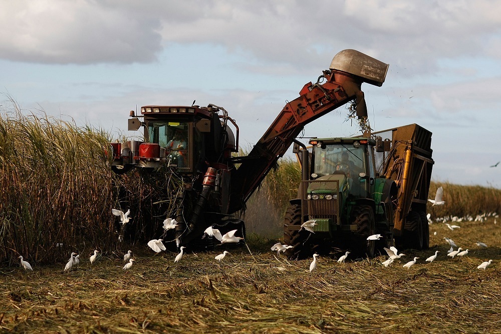 Political cash sweetens federal sugar boondoggle