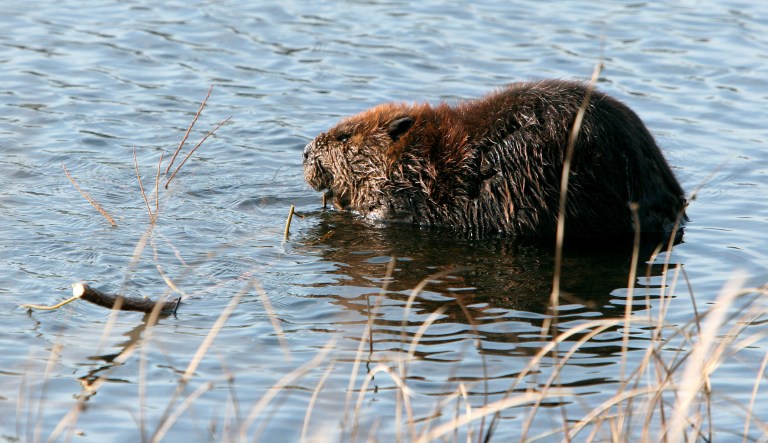 A beaver gnaws on a branch in Berwyn Heights. Several recent rabid beaver attacks have been reported in the D.C area. (Examiner file photo)