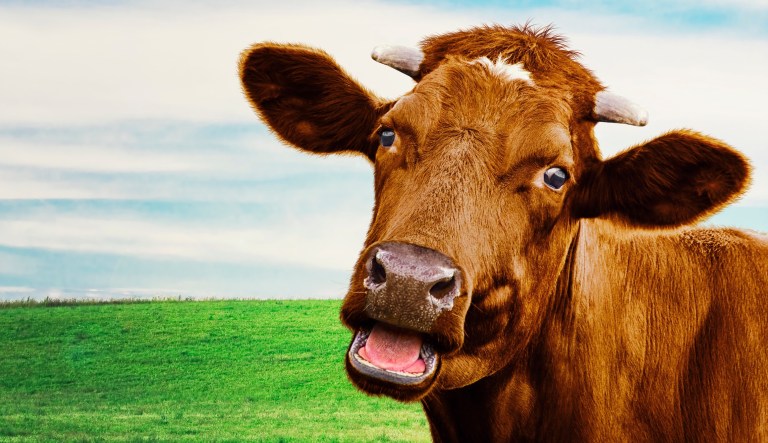 Climate change could force the world to say goodbye to cows