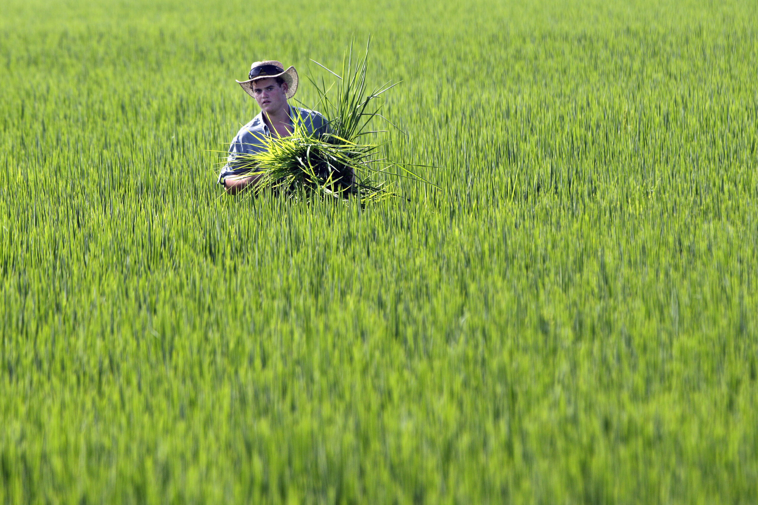 China allows first-ever US rice imports