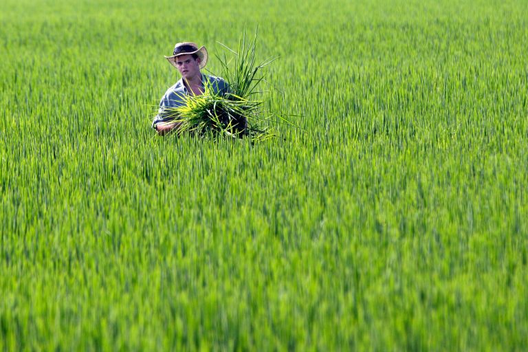 In this Aug. 7, 2013, file photo, farmer Ben Burgess carries a type of low-yield rice from a rice field near Coy, Ark. The Food and Drug Administration says consumers shouldn't worry too much about levels of arsenic in rice â but should vary their diets just in case. The agency released a study Friday, Sept. 6, 2013, of arsenic in 1,300 samples of rice and rice products, the largest study to date looking at the carcinogen's presence in that grain. Consumer groups have pressured the FDA to set a standard for the amount of arsenic that can be present in rice products.