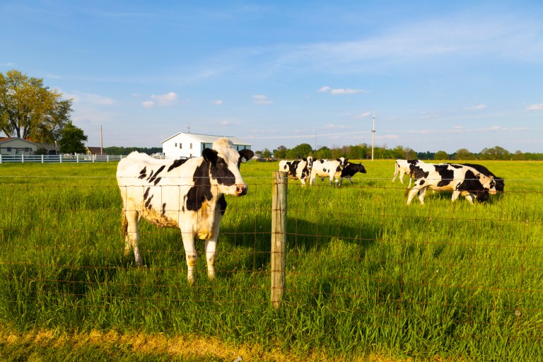 Agriculture groups are pressing Congress for swift action on a multi-year farm bill, saying that a temporary extension would cause budgeting and planning problems for farmers. (Thinkstock)