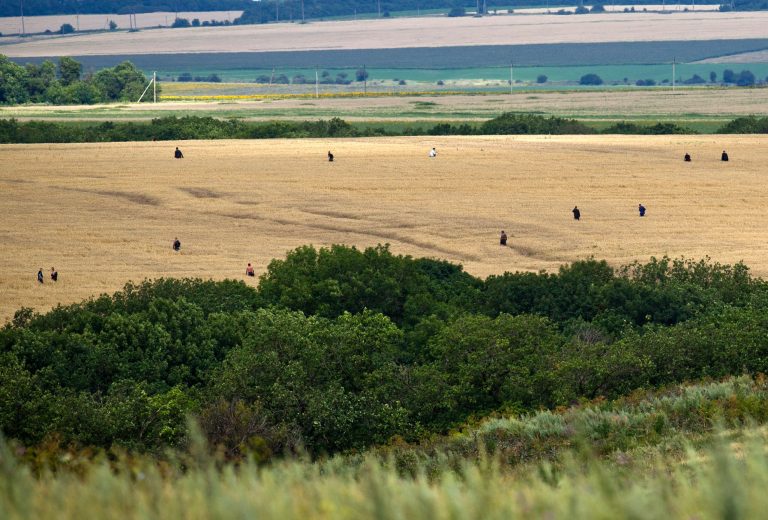 People search a wheat field for remains in the area of the crash site of Malaysia Airlines Flight 17 near the village of Hrabove, eastern Ukraine, Sunday, July 20, 2014. Armed rebels forced emergency workers to hand over all 196 bodies recovered from the Malaysia Airlines crash site and had them loaded Sunday onto refrigerated train cars bound for a rebel-held city, Ukrainian officials and monitors said. (AP Photo/Vadim Ghirda)