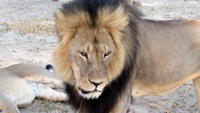 The death of Cecil the lion last July sparked international outrage among animal rights groups, who demanded justice after American dentist Walter Palmer shot the animal while on a hunting trip in Africa. (AP Photo)
