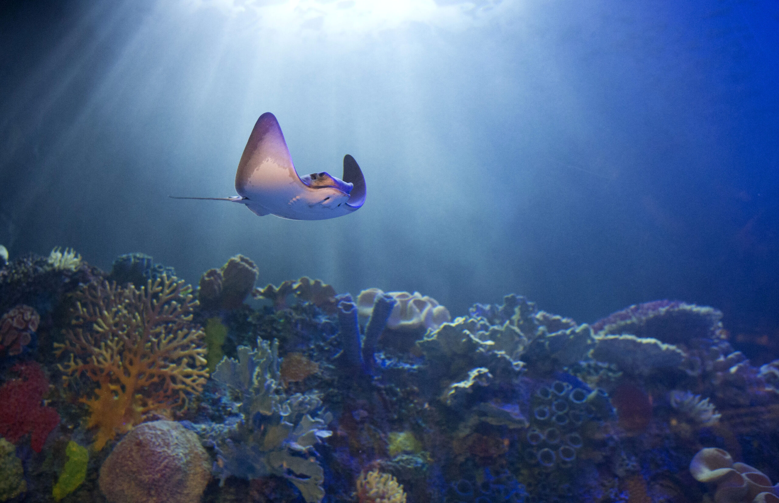 Magnate Carlos Slim opens aquarium in Mexico