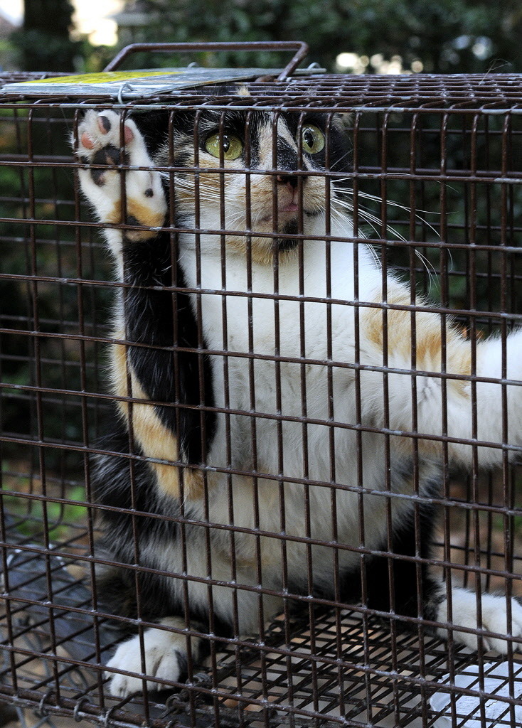 P.G. bill would allow feral cats to avoid euthanasia