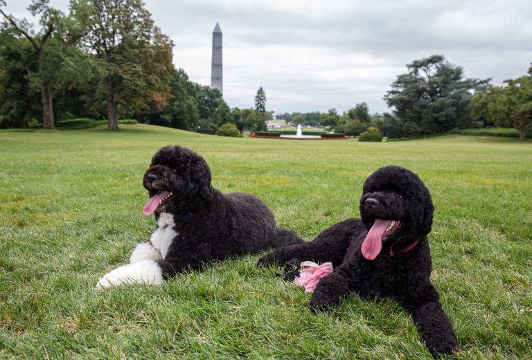 In this image released by the White House, Bo, left, and Sunny, the Obama family dogs, on the South Lawn of the White House on Monday. (AP/The White House)