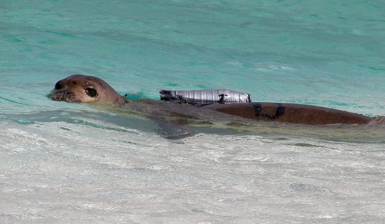   FILE- This 2002, file photo, provided by the National Marine Fisheries Service shows a juvenile Hawaiian monk seal with a camera strapped to its back at French Frigate Shoals, Hawaii, one of the outermost islands in the Hawaiian island chain. The agency plans to glue underwater cameras smaller than the one pictured to the backs of seals in the main Hawaiian Islands to prove to fishermen the animals aren't harming their way of life. (AP Photo/National Marine Fisheries Service, File)  