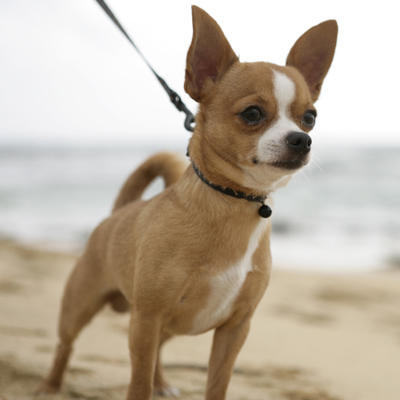 Ex-boyfriend accused of choking woman, stealing Chihuahua