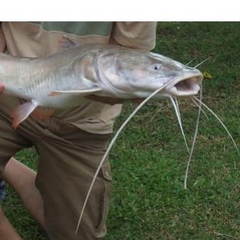 What Will it Take to Kill the Farm Bill’s Wasteful Catfish Subsidy?