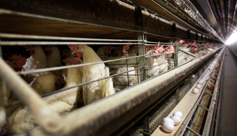 The already-breakneck speed of chicken slaughter lines leads to botched slaughters and abusive handling by workers who can't kill quickly enough, according to the USDA's own inspection records. Inspectors have documented chickens missing the kill blade and being scalded to death in tanks of hot water and having their legs or wings cut off by the beheading machine while alive and fully conscious. (AP Photo/Charlie Neibergall, File)