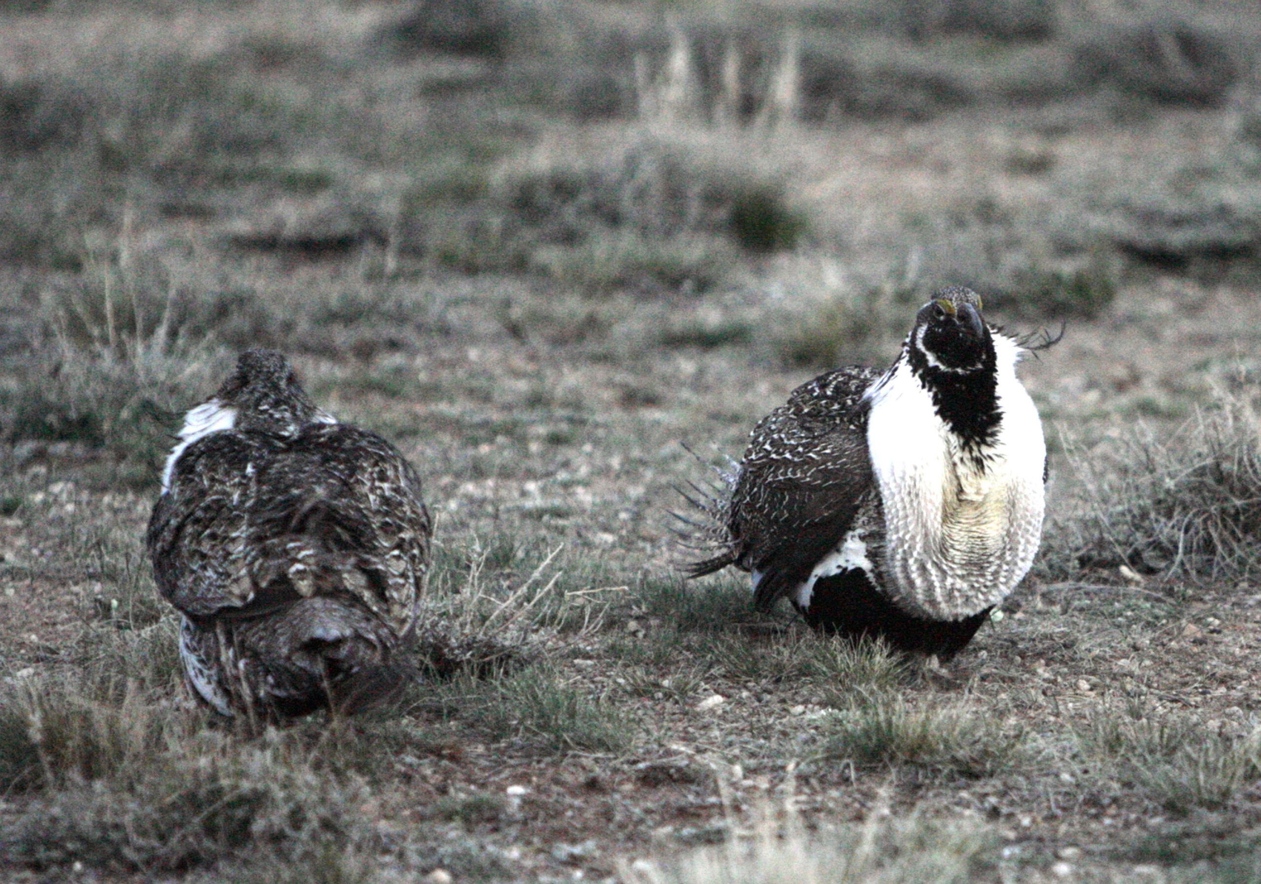Sage grouse subspecies not endangered, feds say