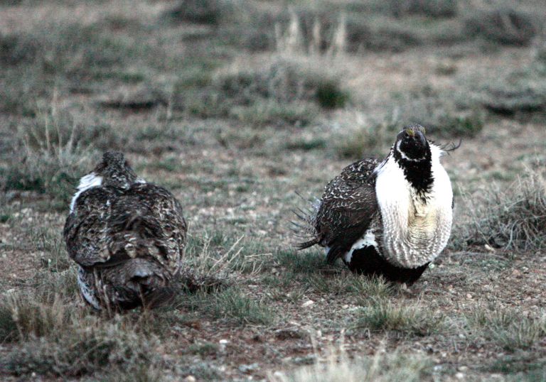 Greater sage grouse perform their annual mating ritual near a blind south of the North Park community of Walden, Colo., April 21, 2007. (AP Photo/David Zalubowski)